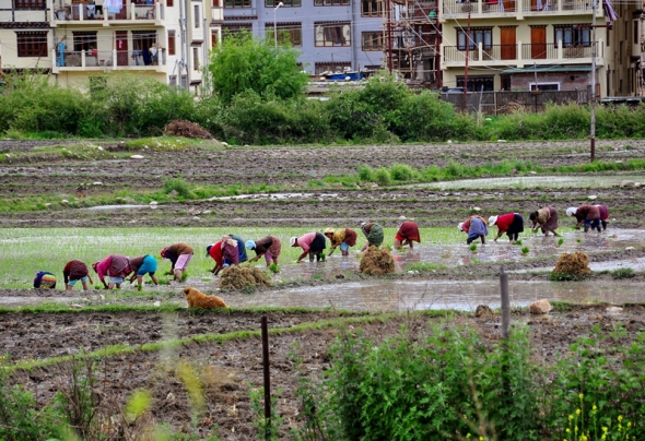poor-people-agriculture-bhutan1